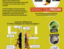 Conférence-débat : Le frelon asiatique